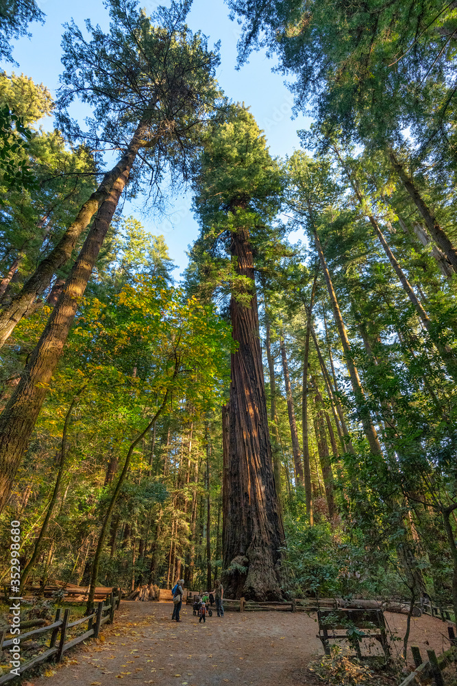 Giant Sequoia trees in northern California forest. Giant Sequoia trees in northern California forest.