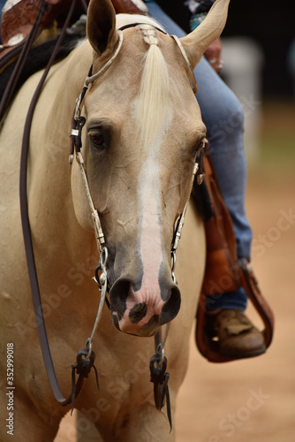 Summer western horse show © Amanda