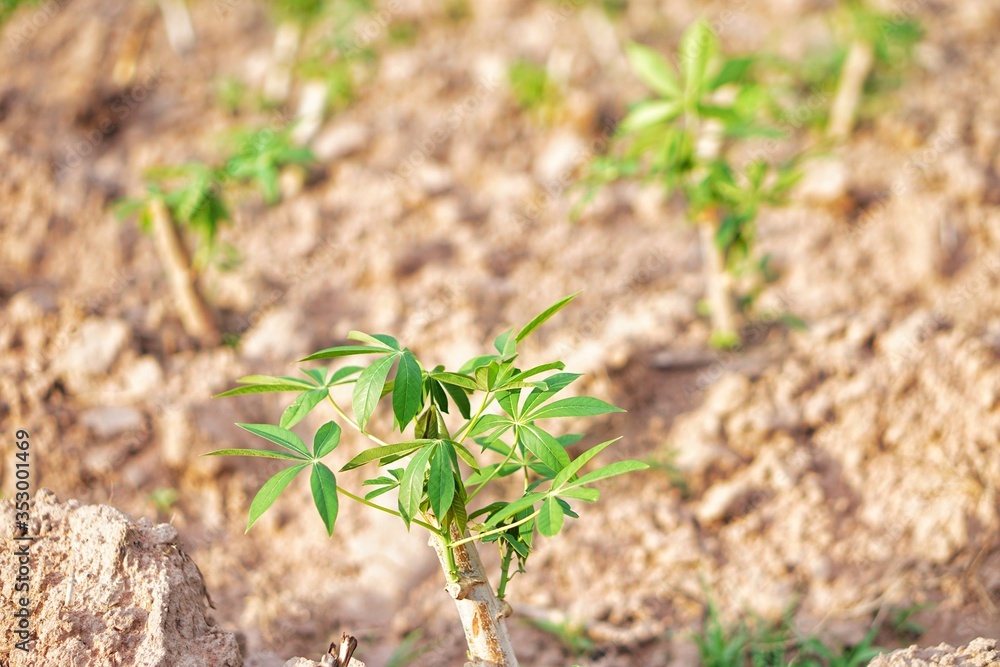 plant in the hand plant in the hand