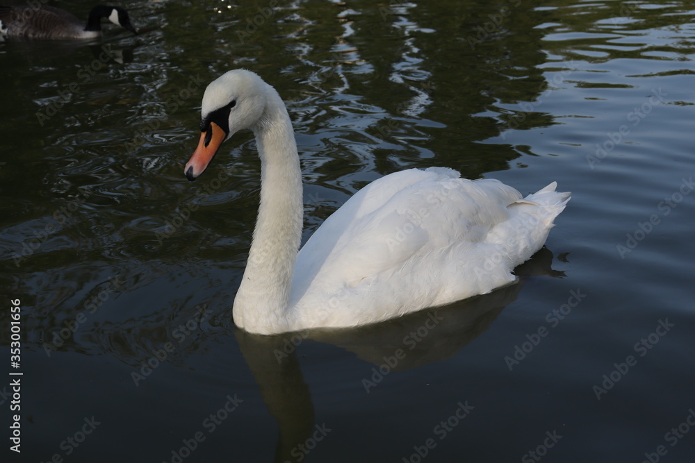 white swan white swan