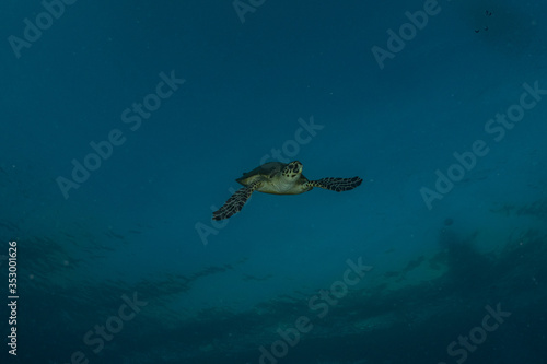 Hawksbill sea turtle in the Red Sea, dahab, blue lagoon sinai 