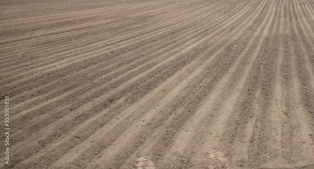 Naklejka premium plowed field in the morning