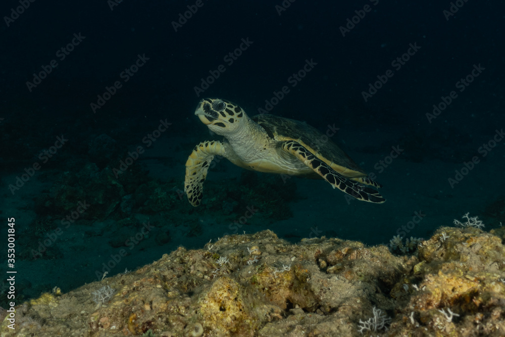 Fototapeta premium Hawksbill sea turtle in the Red Sea, dahab, blue lagoon sinai