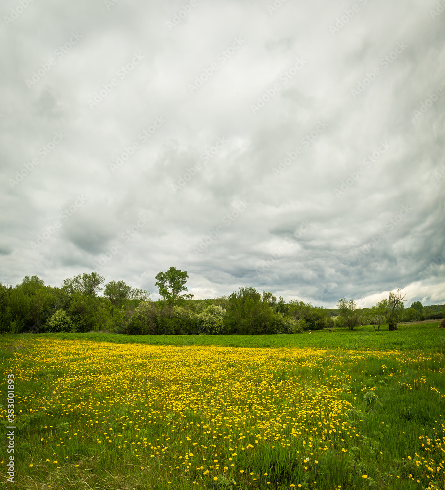 Obraz premium beautiful summer field of yellow dandelions