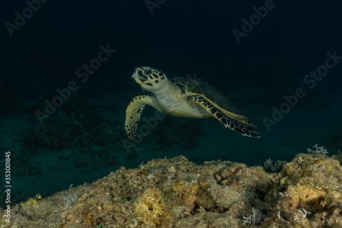 Hawksbill sea turtle in the Red Sea, dahab, blue lagoon sinai  © yeshaya