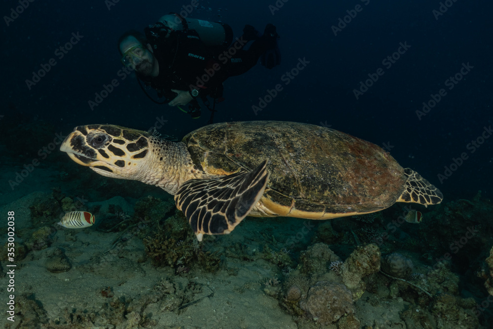 Hawksbill sea turtle in the Red Sea, dahab, blue lagoon sinai
Hawksbill sea turtle in the Red Sea, dahab, blue lagoon sinai