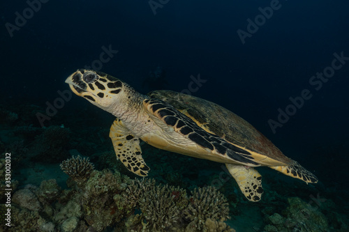 Hawksbill sea turtle in the Red Sea  dahab  blue lagoon sinai 