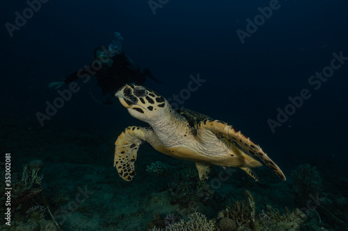 Hawksbill sea turtle in the Red Sea, dahab, blue lagoon sinai 