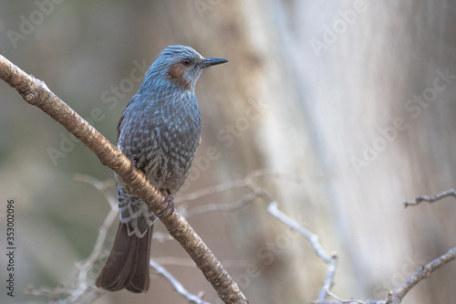 ヒヨドリ Brown-eared Bulbul