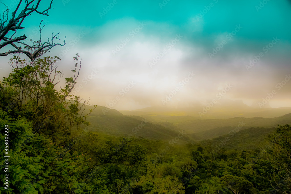 morning mist in the forest