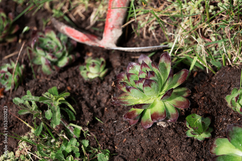 Sempervivum flower just planted in the flower bed with a red hoe lying near a plant in the garden outdoors