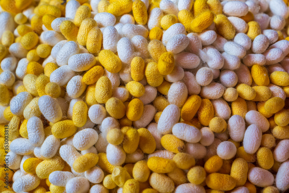 Silk cocoons in Jim Thomson, Bangkok Thailand Silk cocoons in Jim Thomson, Bangkok Thailand