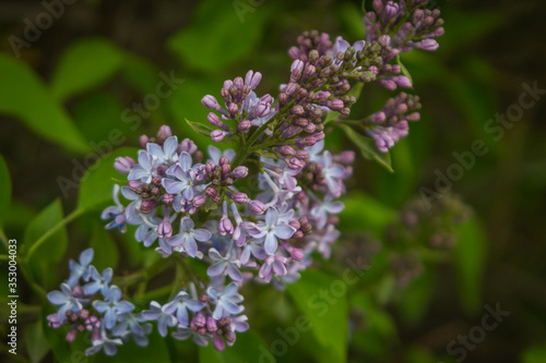 spring blooming lilac in rural areas of the Russian Federation