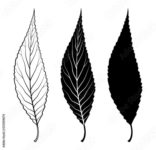 Willow tree leaf. Vector illustration. Outline, silhouette, line art drawing