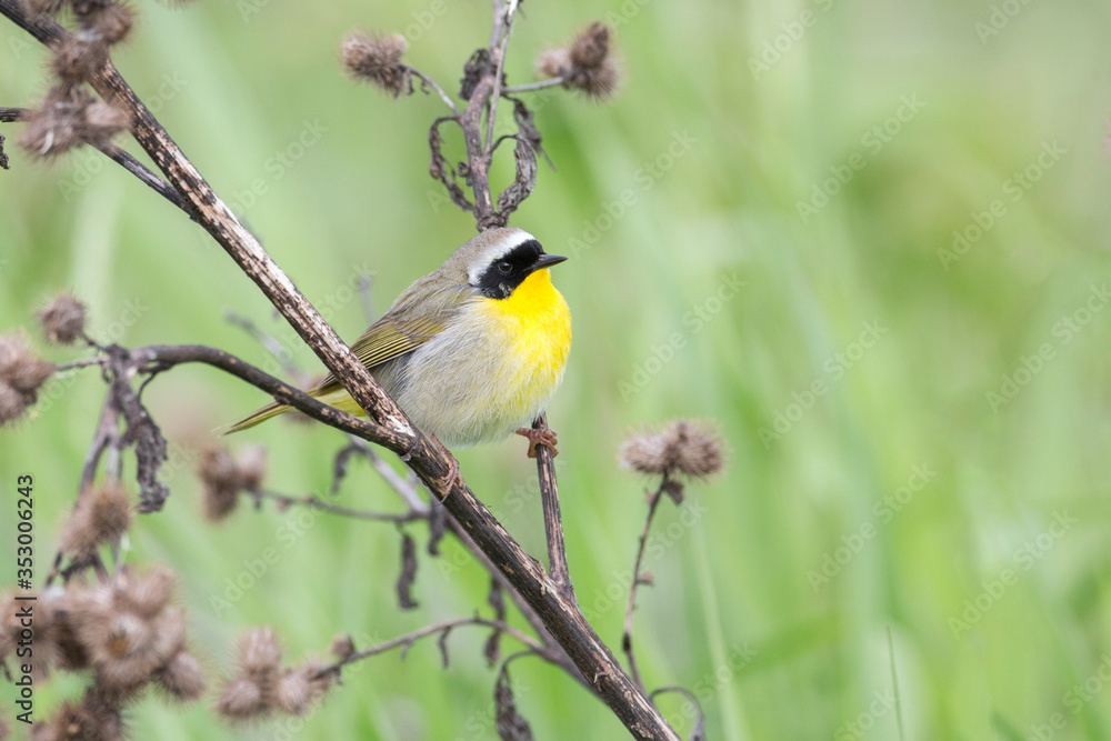 Fototapeta premium common yellowthroat bird