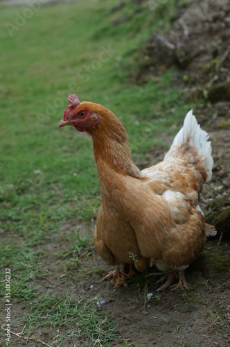 chicks and hens in the garden backyard