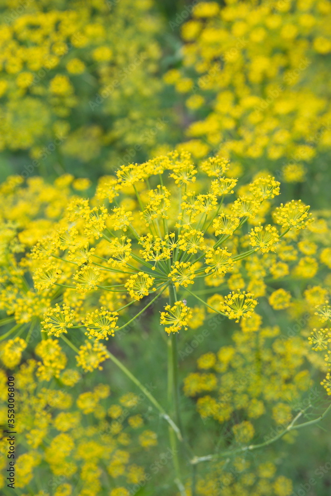 Flowering dill, garden of aromatic herbs, medicinal, spice plant