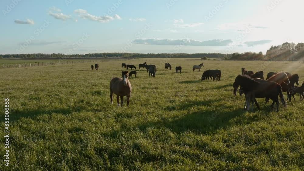 Drone flies along curious horses that are watching the camera. Animals in a pasture on a green meadow. Slider shot.