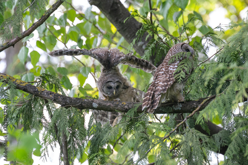 Obraz premium barred owl bird