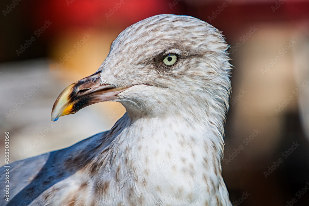 Seagull head close up portrait. Beautiful bird close up. Seagull head close up portrait. Beautiful bird close up.