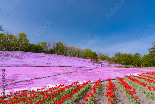 チューリップと芝桜