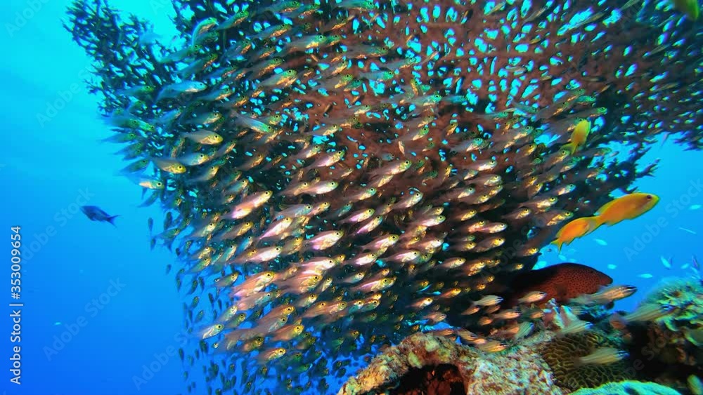 Glassfish Life Coral Garden. Underwater tropical fish sweepers
