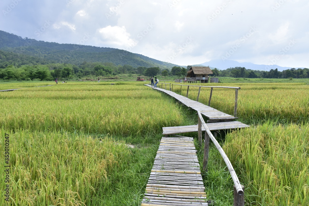 Obraz premium farmer in rice field