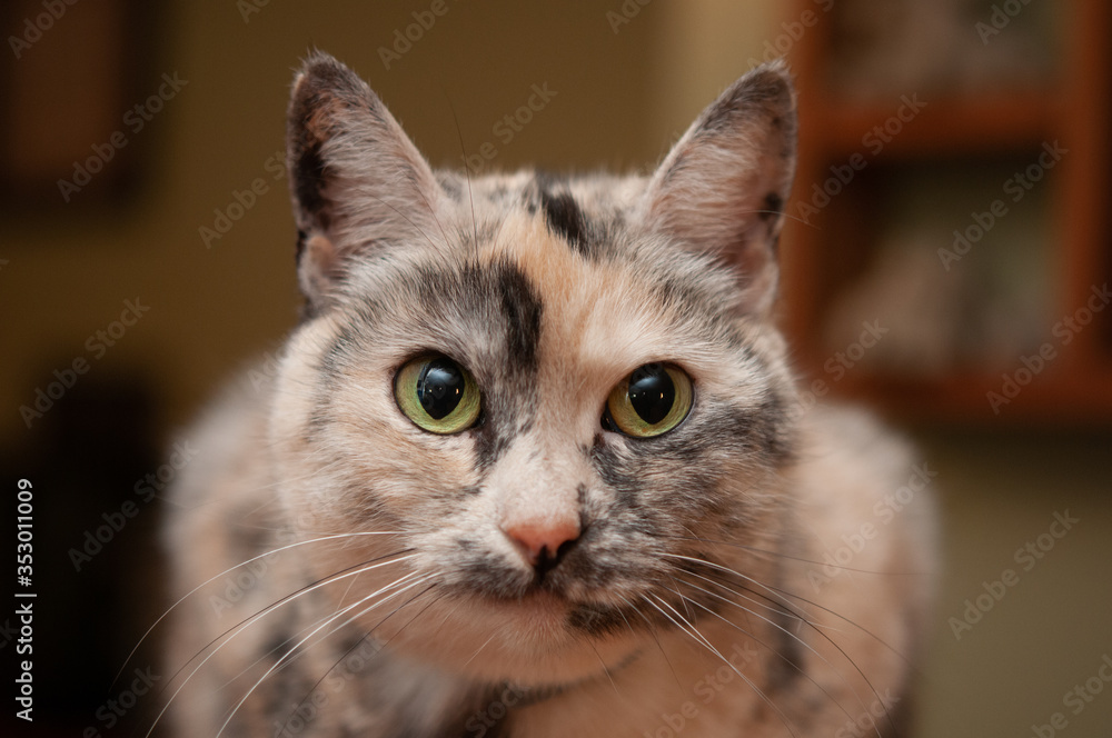 close up portrait of a cat, Peaches close up portrait of a cat, Peaches
