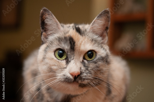 close up portrait of a cat, Peaches © Kyle