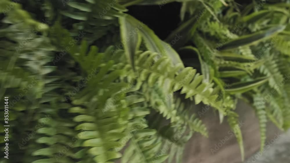 Tracking shot of the base of an interior green wall showcasing a variety of plants and ferns Tracking shot of the base of an interior green wall showcasing a variety of plants and ferns