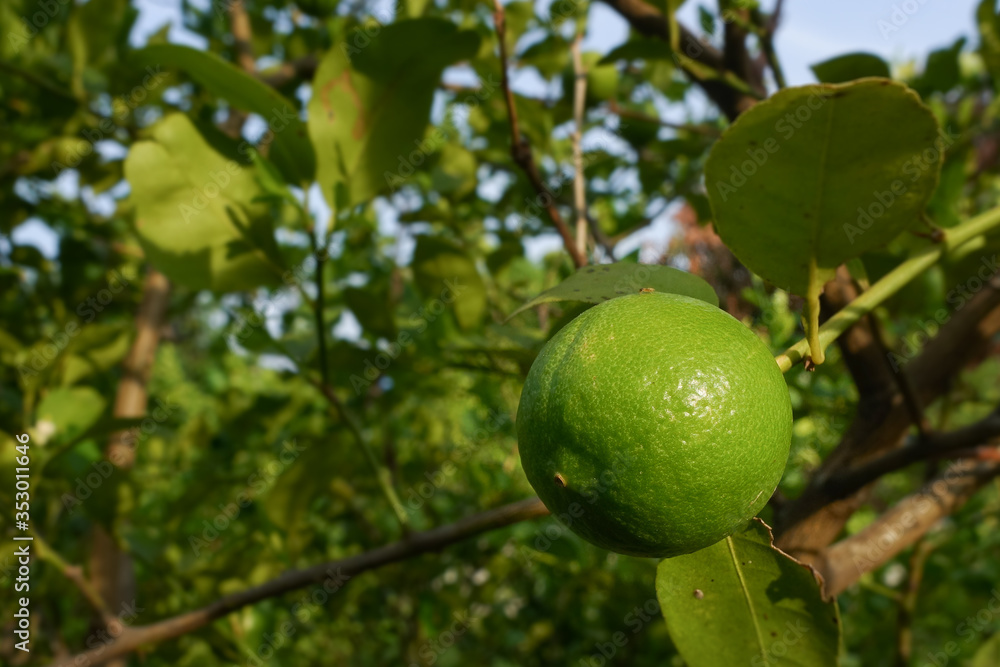 Thai lemons on the branches of lemon tree.Thai lemon.Thai green lemon.Lemon leaf.