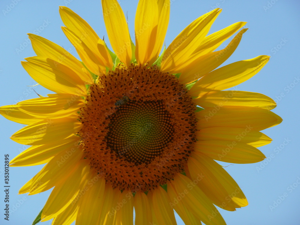 Naklejka premium sunflower on blue sky