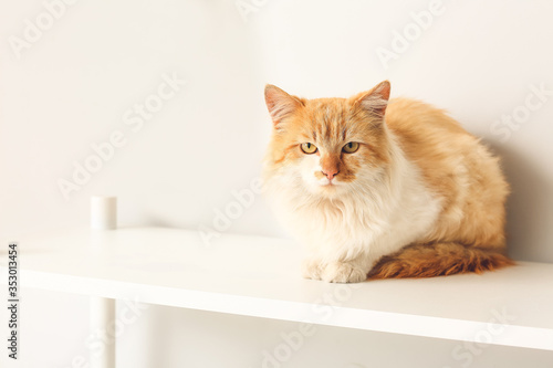 Cute funny cat on shelf unit at home