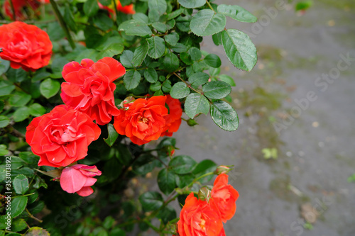 真っ赤に咲いた綺麗な薔薇の美 © v_0_0_v