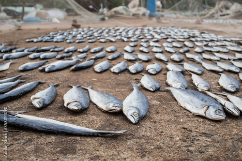 Fish laying for drying on the ground