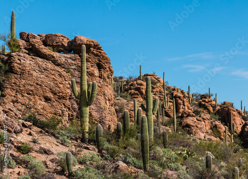 Saguaro Cactus (Carnegiea gigantea)  Forest On Rock Outcroppings In Tuscon Mountain Park, Tuscon, Arizona, USA photo