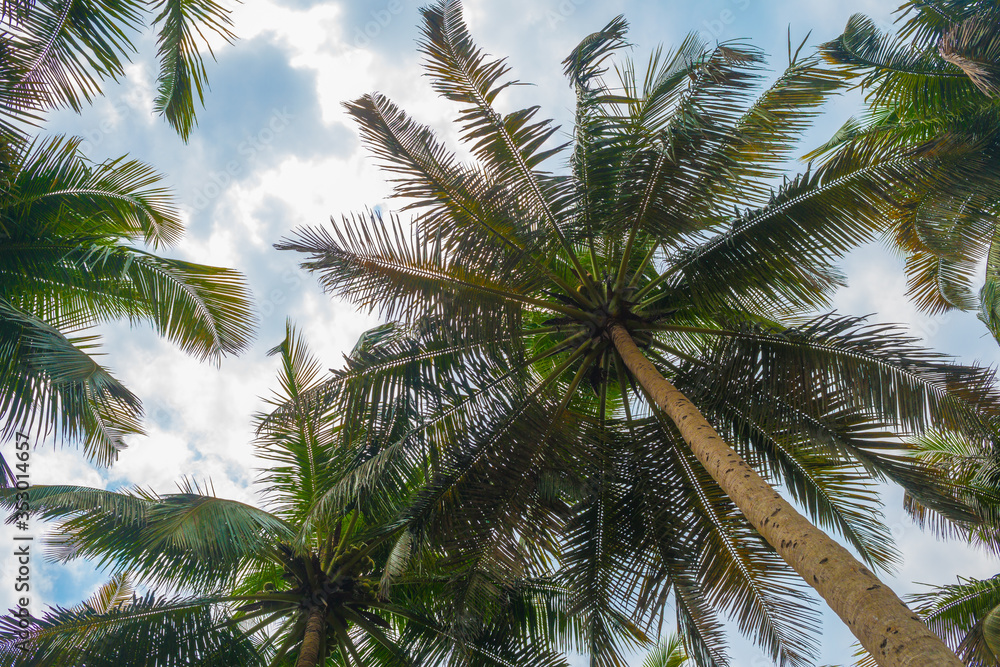 View up of palm trees and blue skies