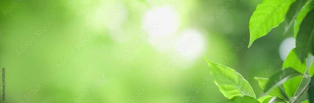 Obraz premium Closeup beautiful attractive nature view of green leaf on blurred greenery background in garden with copy space using as background natural green plants landscape, ecology, fresh cover concept.