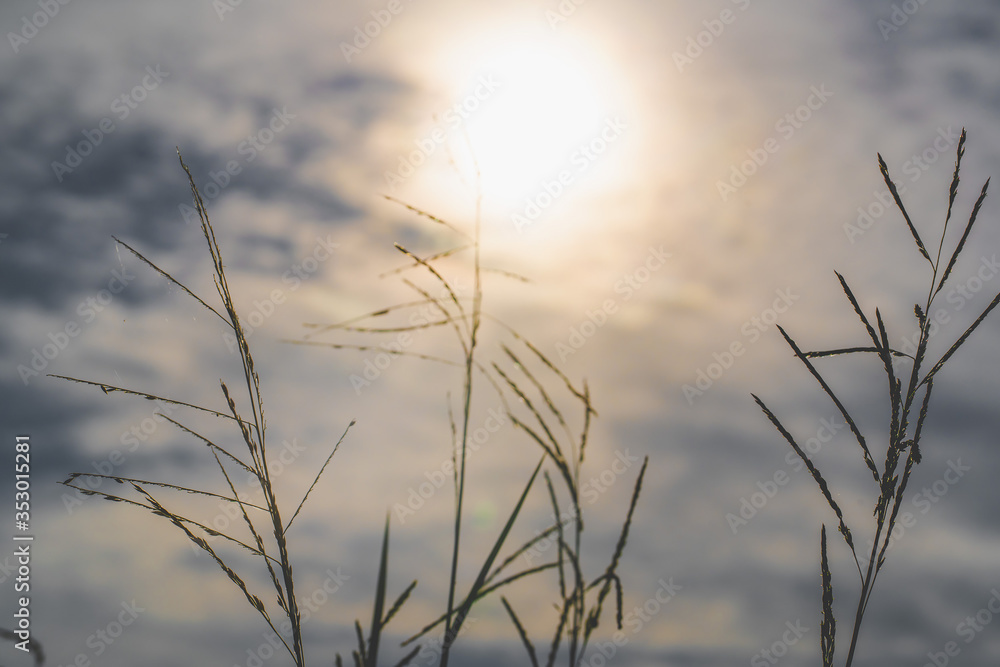 Flowers on the side of the road and the sun
Flowers on the side of the road and the sun