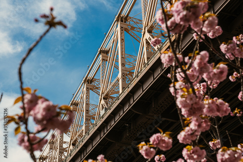 cherry blossom bridge