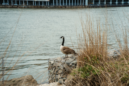 canada goose on the shore