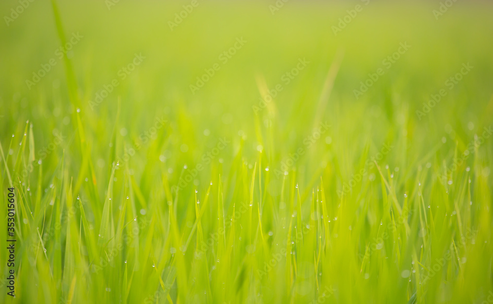 Background of dew drops on bright green background with soft focus. Selected focus. Background of dew drops on bright green background with soft focus. Selected focus.