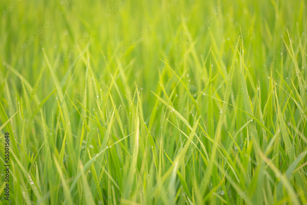 Background of dew drops on bright green background with soft focus. Selected focus. Background of dew drops on bright green background with soft focus. Selected focus.