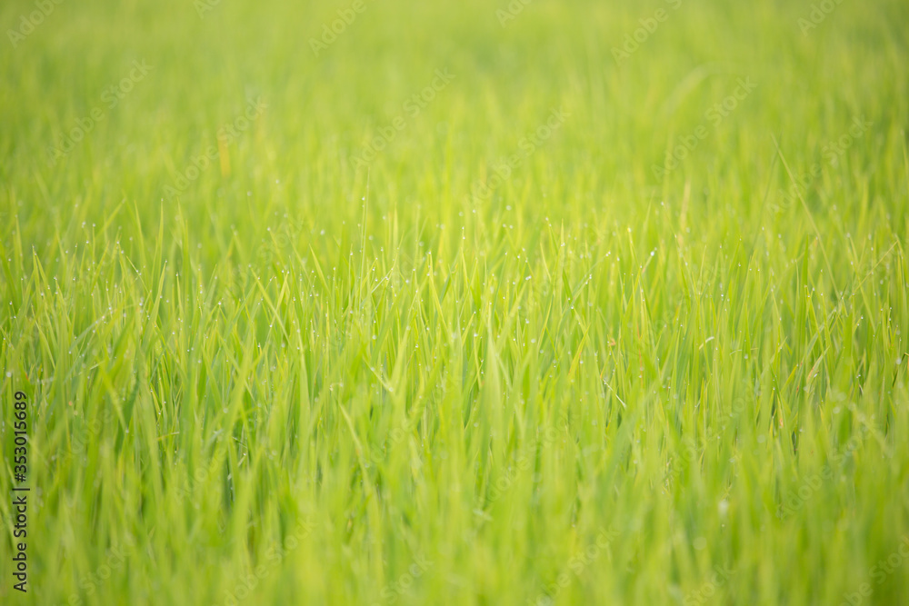 Background of dew drops on bright green background with soft focus. Selected focus. Background of dew drops on bright green background with soft focus. Selected focus.