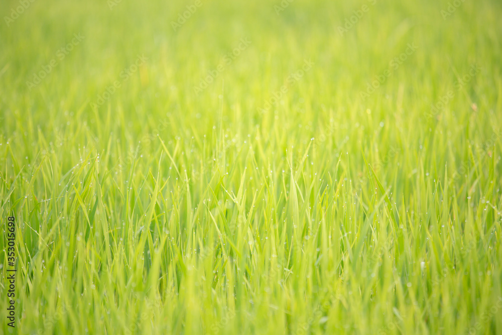 Background of dew drops on bright green background with soft focus. Selected focus. Background of dew drops on bright green background with soft focus. Selected focus.