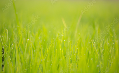 Background of dew drops on bright green background with soft focus. Selected focus.