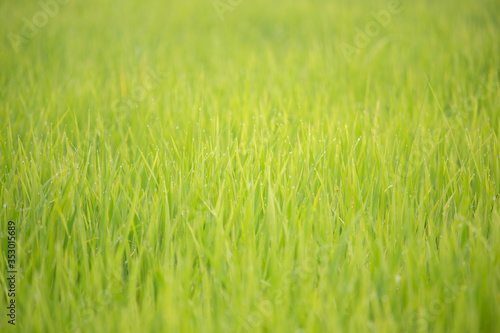 Background of dew drops on bright green background with soft focus. Selected focus.