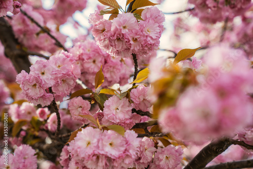 cherry blossom in spring