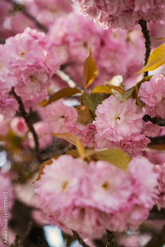 pink cherry blossom