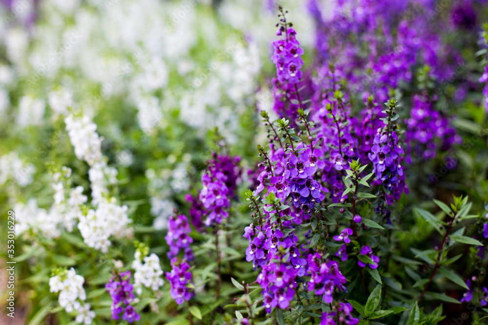 The fern leaf lavender is planted together with other plants. The fern leaf lavender is planted together with other plants.